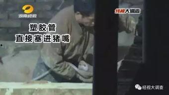 猪灌泥浆爆料视频  第1张